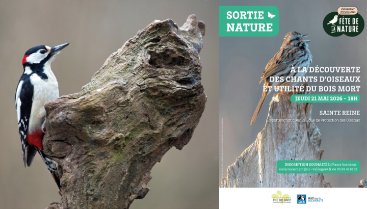 Chants d’oiseaux et utilité du bois mort